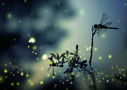 Dragonfly-Firefly-Services-Grief-2